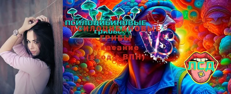 Псилоцибиновые грибы Cubensis  Нолинск 